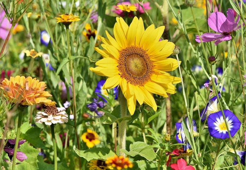 Gardeners Gathering