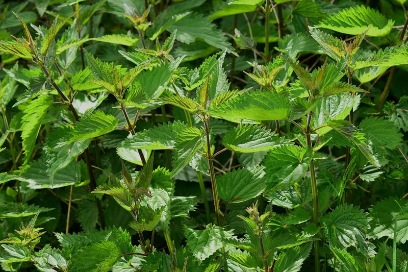 Herb Garden Haven