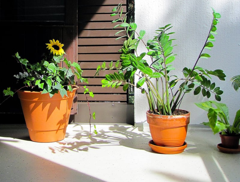 ZZ Plant
